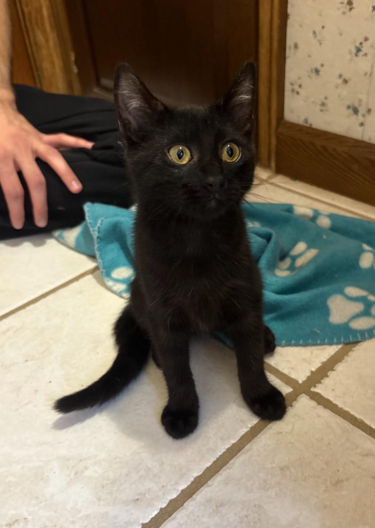 Enlarge Jam and sister Jazz, a ADOPTABLE Domestic Short Hair in Oberlin, OH image 3/6