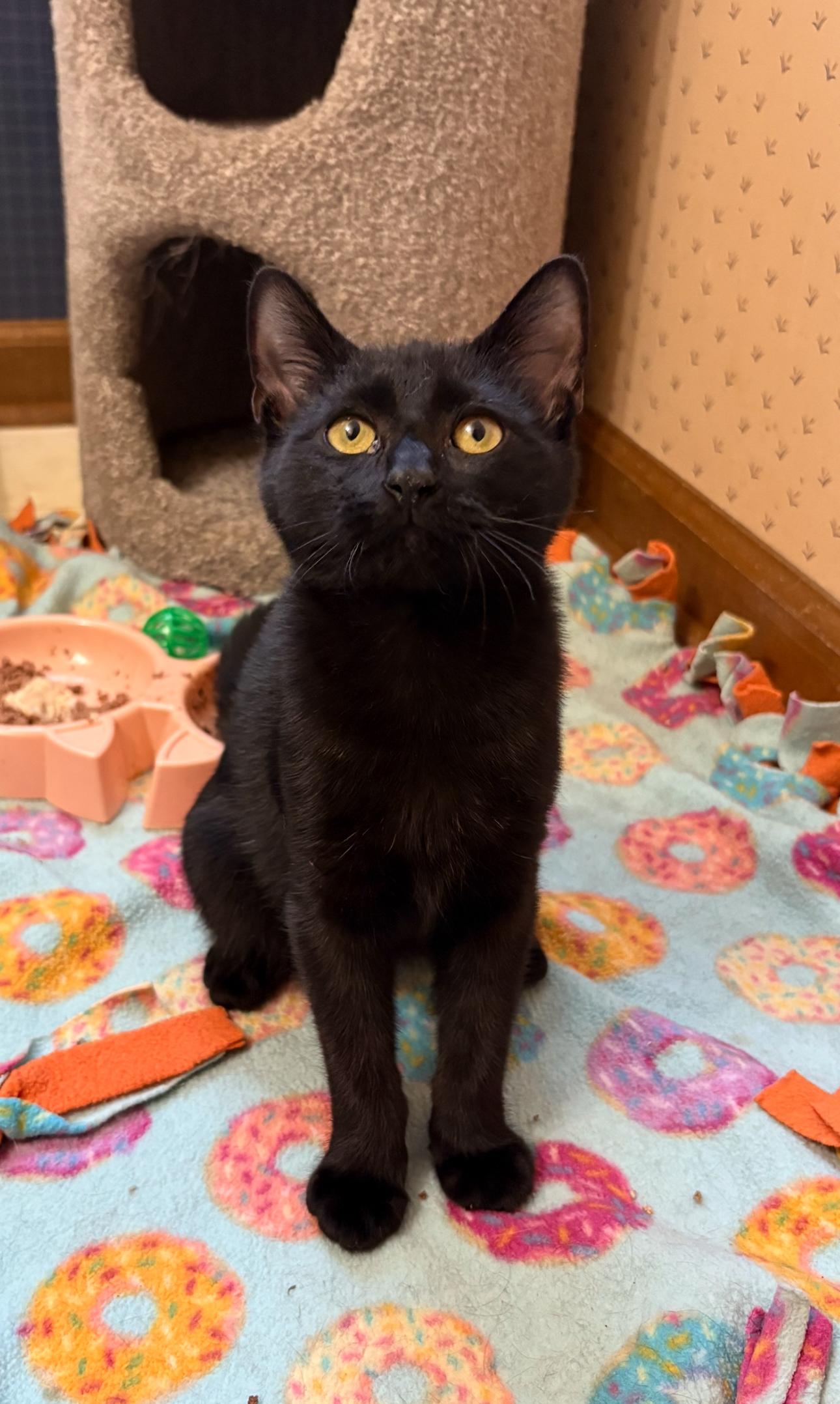 Jam and sister Jazz, ADOPTABLE, Young Male Domestic Short Hair.