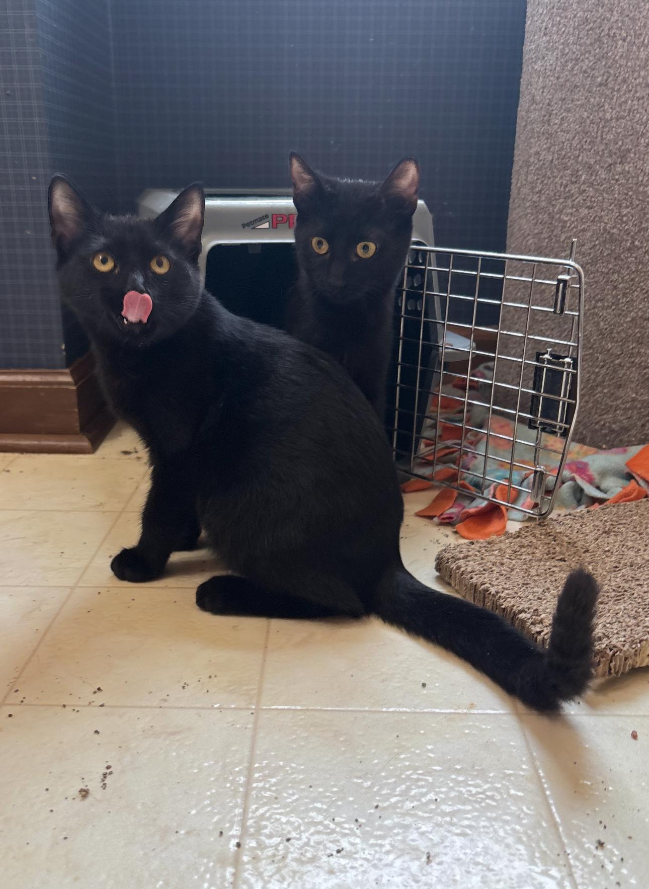 Enlarge Jam and sister Jazz, a ADOPTABLE Domestic Short Hair in Oberlin, OH image 6/6