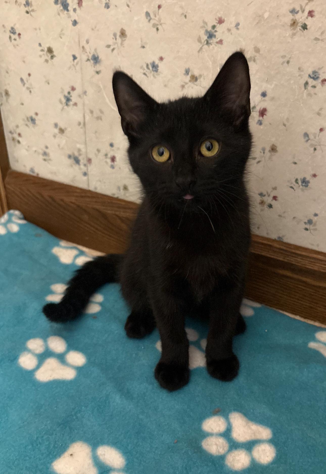 Enlarge Jam and sister Jazz, a ADOPTABLE Domestic Short Hair in Oberlin, OH image 2/6