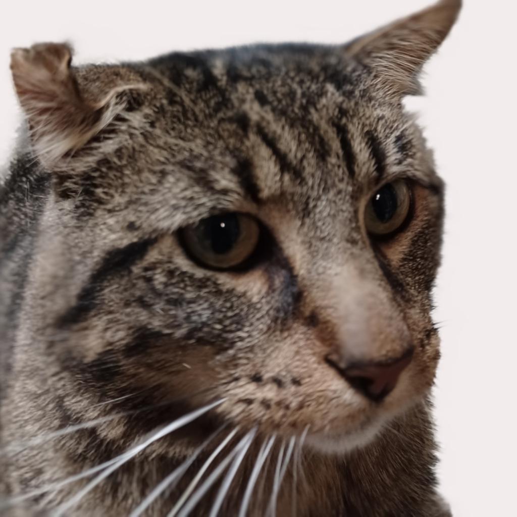 Big Gregg, Adoptable, Senior Male Domestic Short Hair.