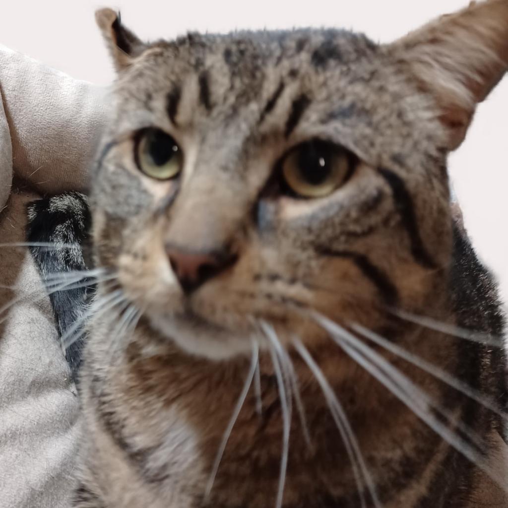 Enlarge Big Gregg, a Adoptable Domestic Short Hair in Springfield, IL image 3/3