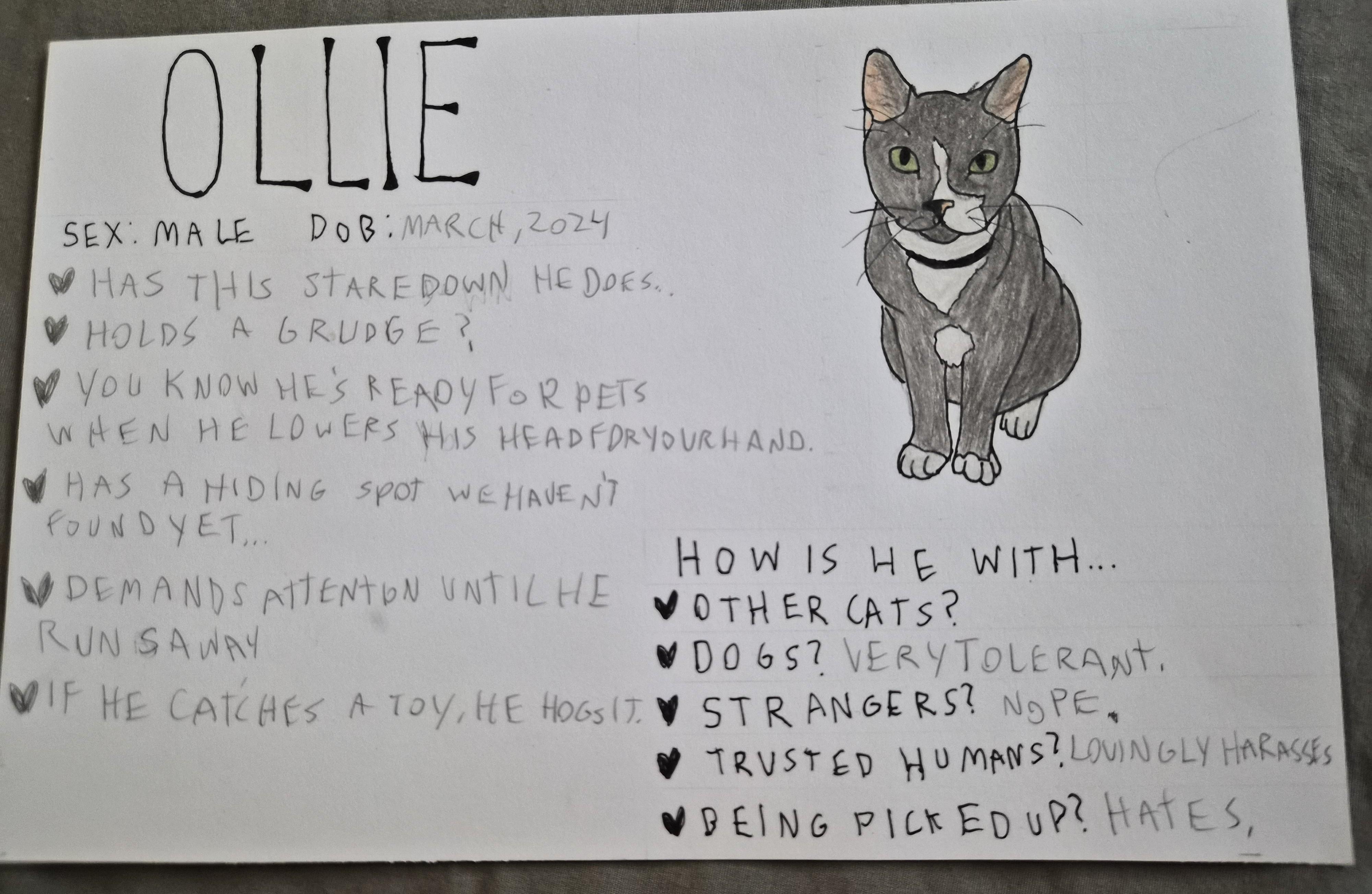 Ollie, a ADOPTABLE Domestic Short Hair in Crockett, CA image 2/2
