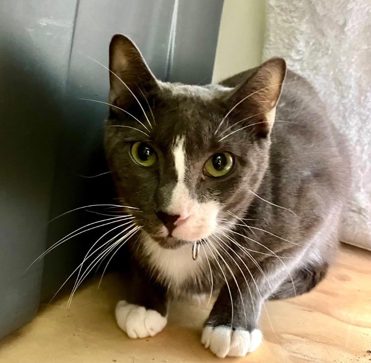 Ollie, ADOPTABLE, Adult Male Domestic Short Hair.