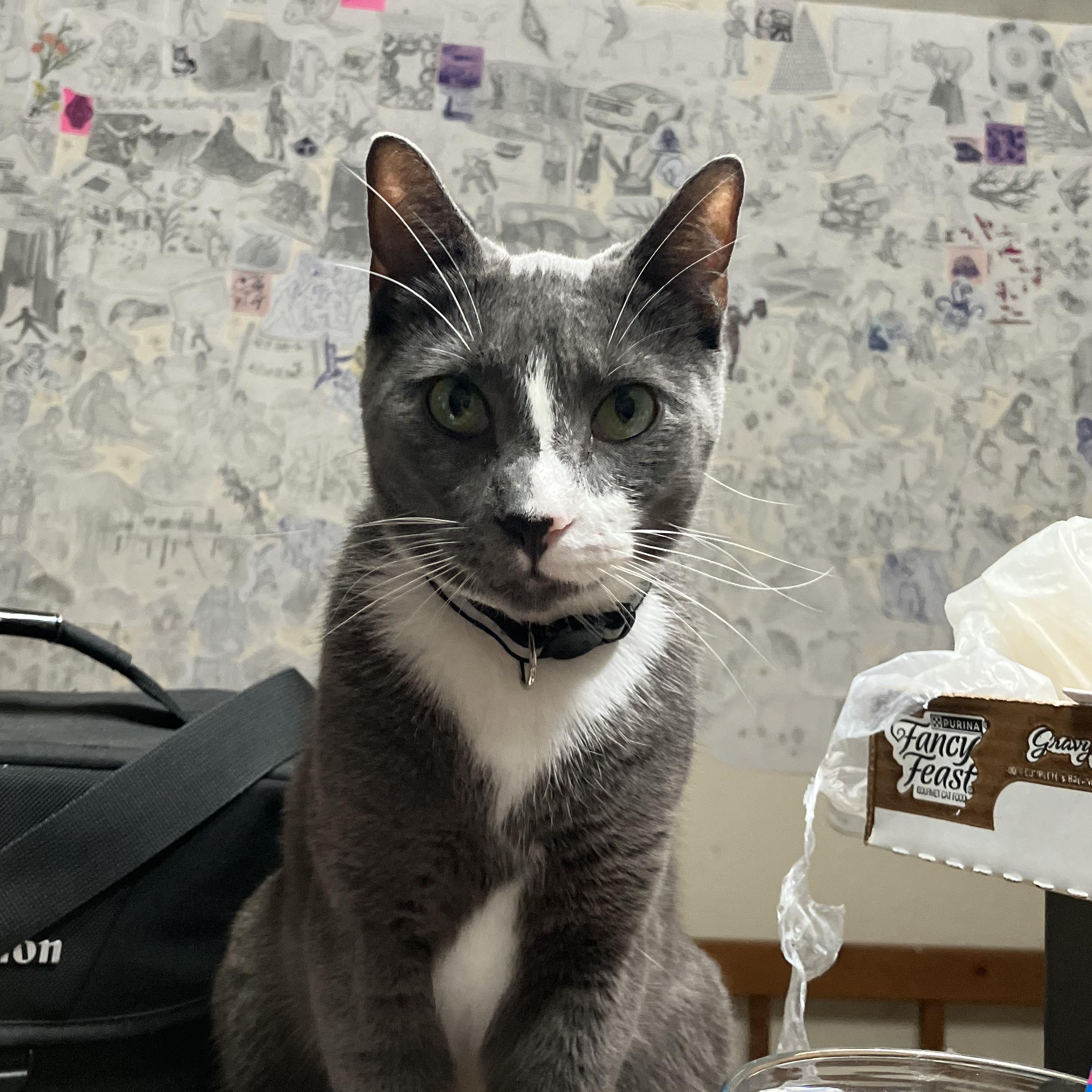 Enlarge Ollie, a ADOPTABLE Domestic Short Hair in San Leandro, CA image 2/4