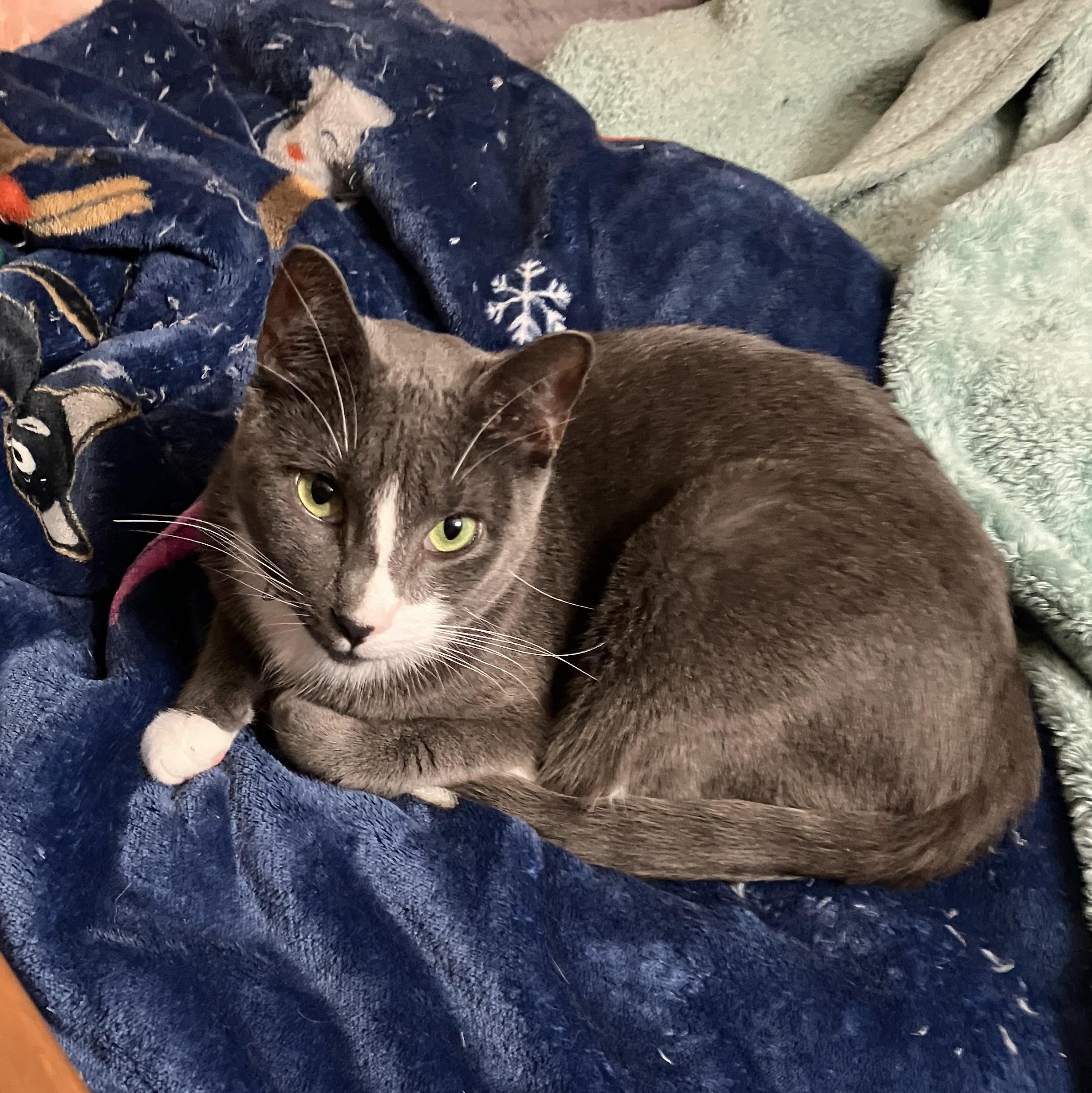 Enlarge Ollie, a ADOPTABLE Domestic Short Hair in San Leandro, CA image 3/4