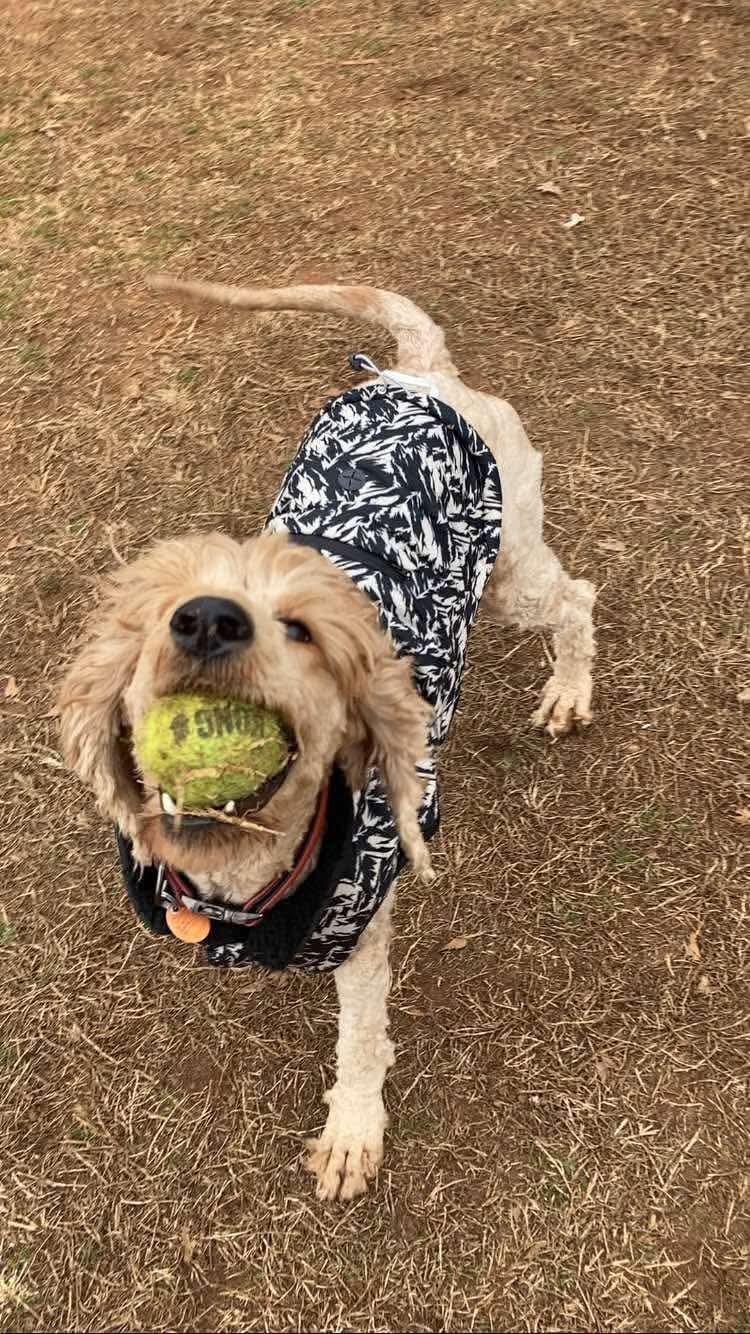 Sunny, adoptable, Adult Female Goldendoodle.