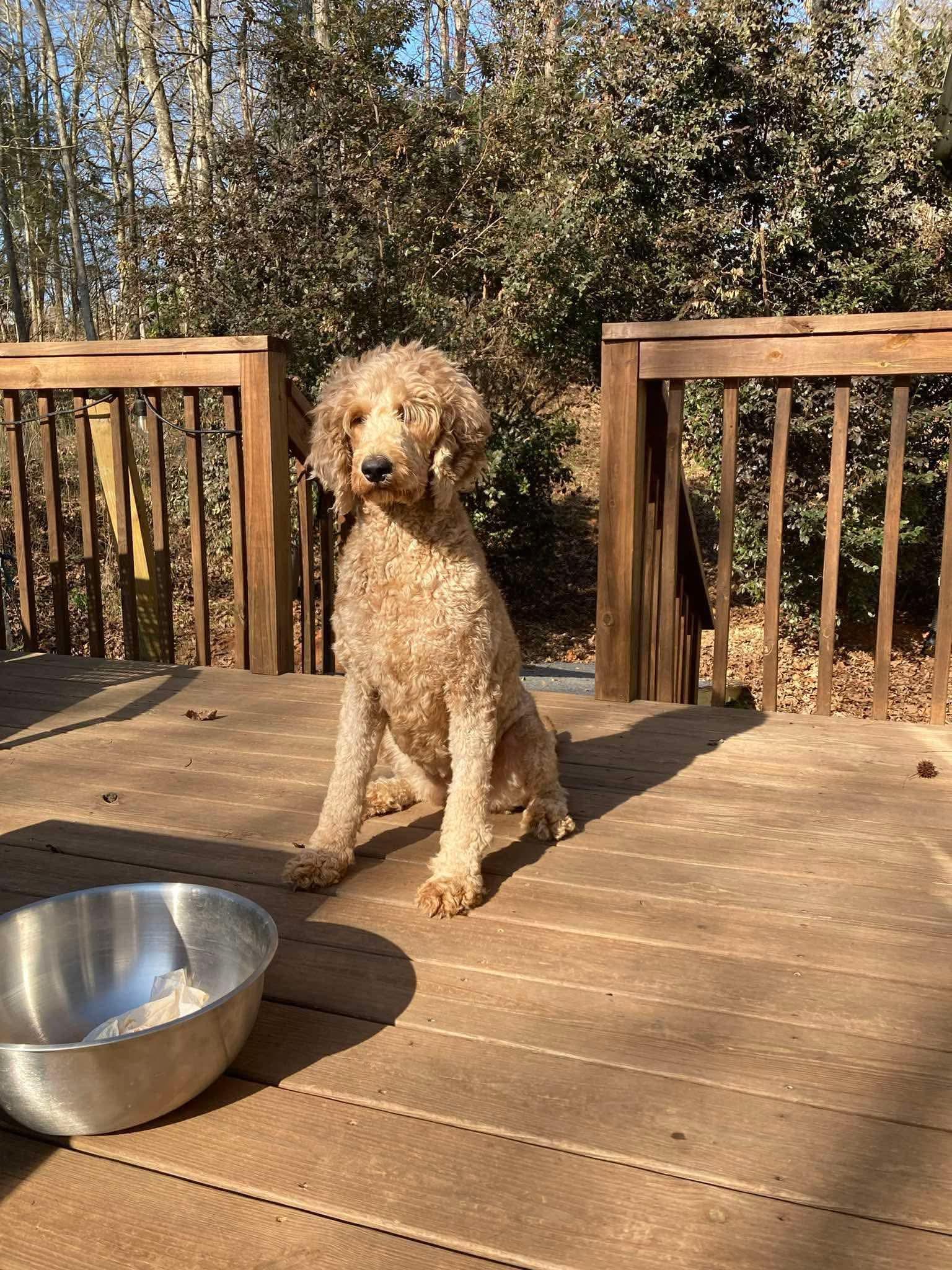 Sunny, an adoptable Goldendoodle in Horse Shoe, NC image 3/5
