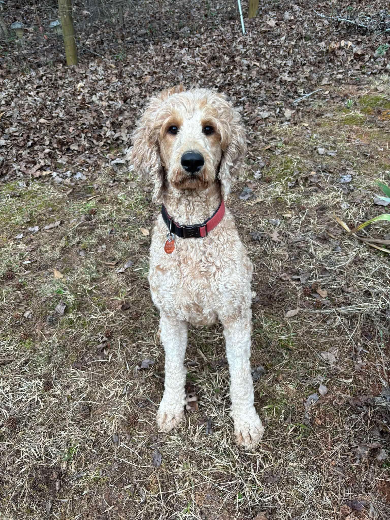 Sunny, an adoptable Goldendoodle in Horse Shoe, NC image 2/5