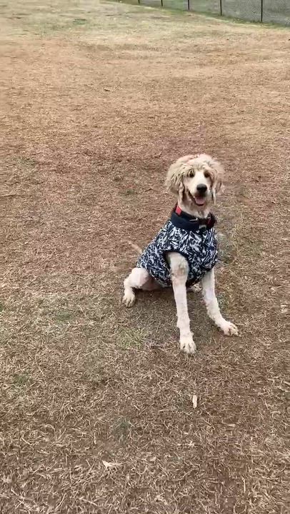 Enlarge Sunny, an adoptable Goldendoodle in Horse Shoe, NC video 5/5