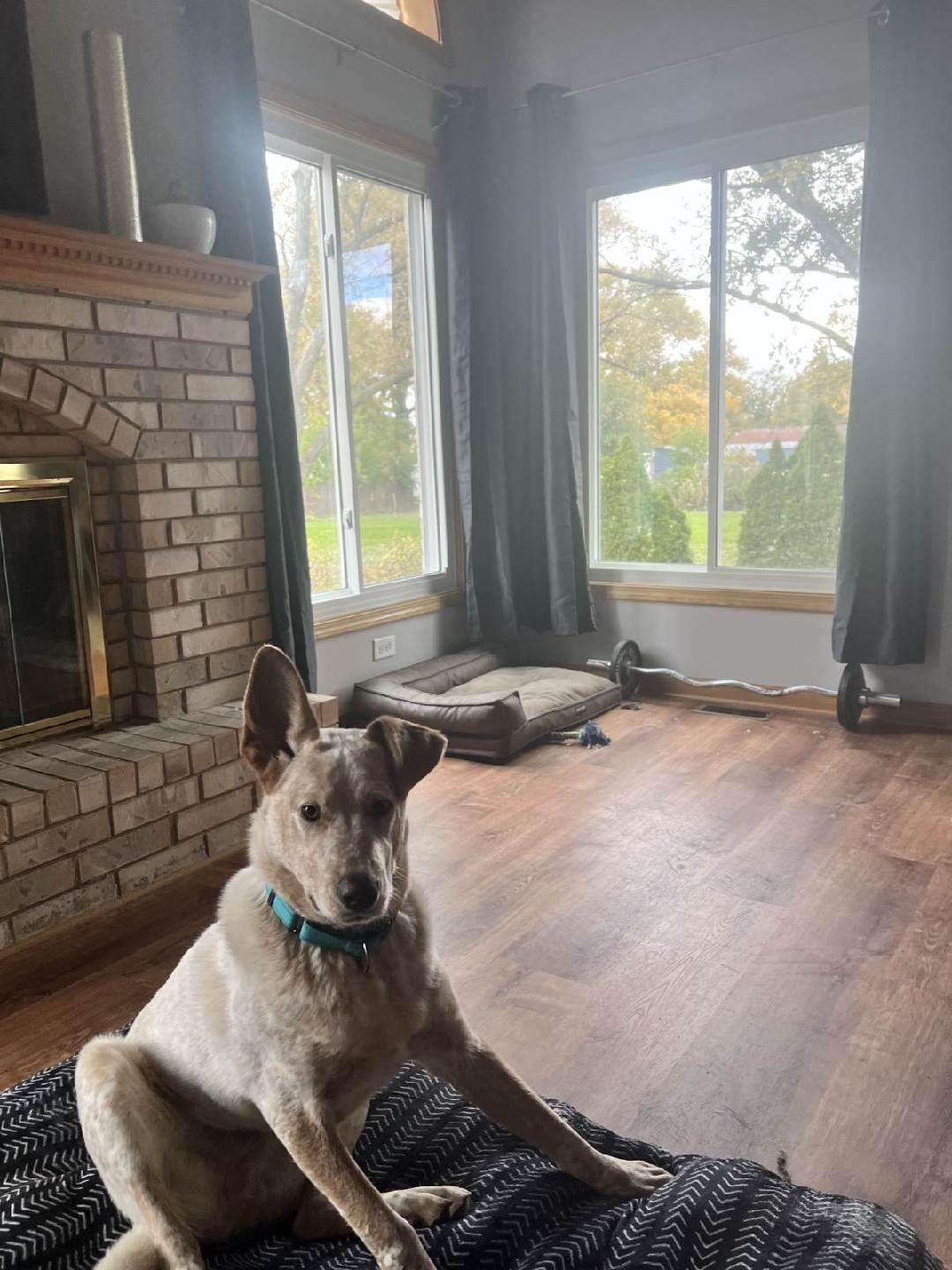 Reese, a Adoptable mixed breed in Joliet, IL image 1/6