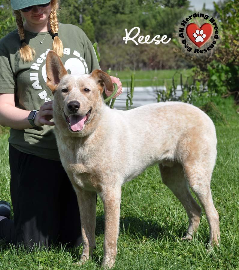 Reese, a Adoptable mixed breed in Joliet, IL image 2/6
