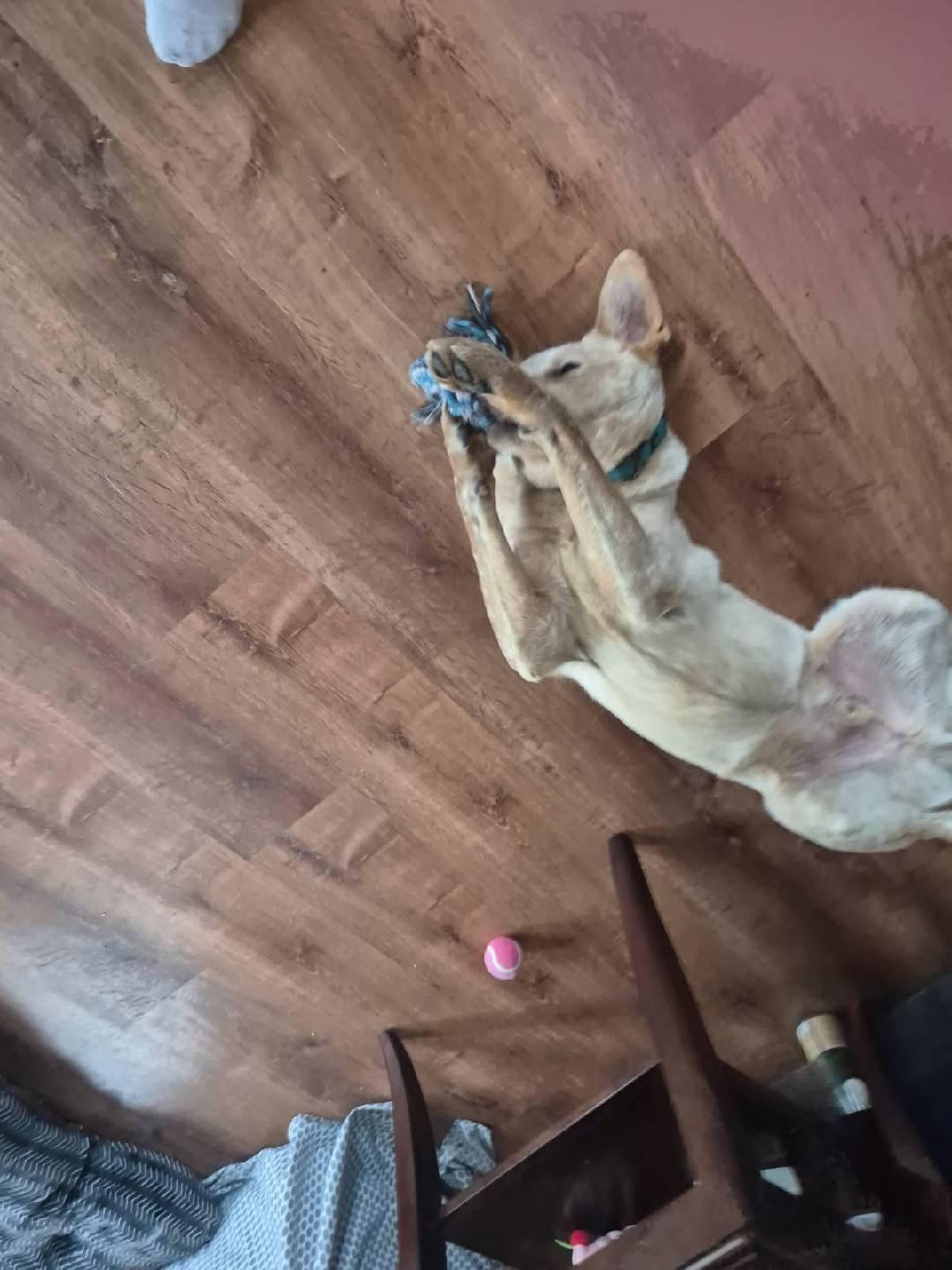 Reese, Adoptable, Young Male Cattle Dog.