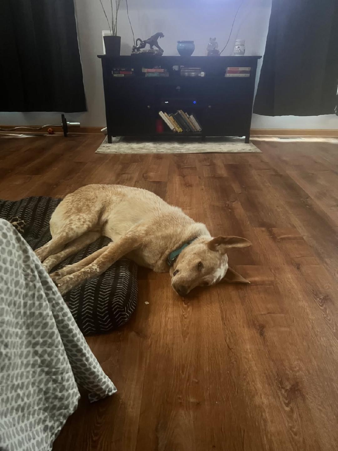 Reese, a Adoptable mixed breed in Joliet, IL image 4/6