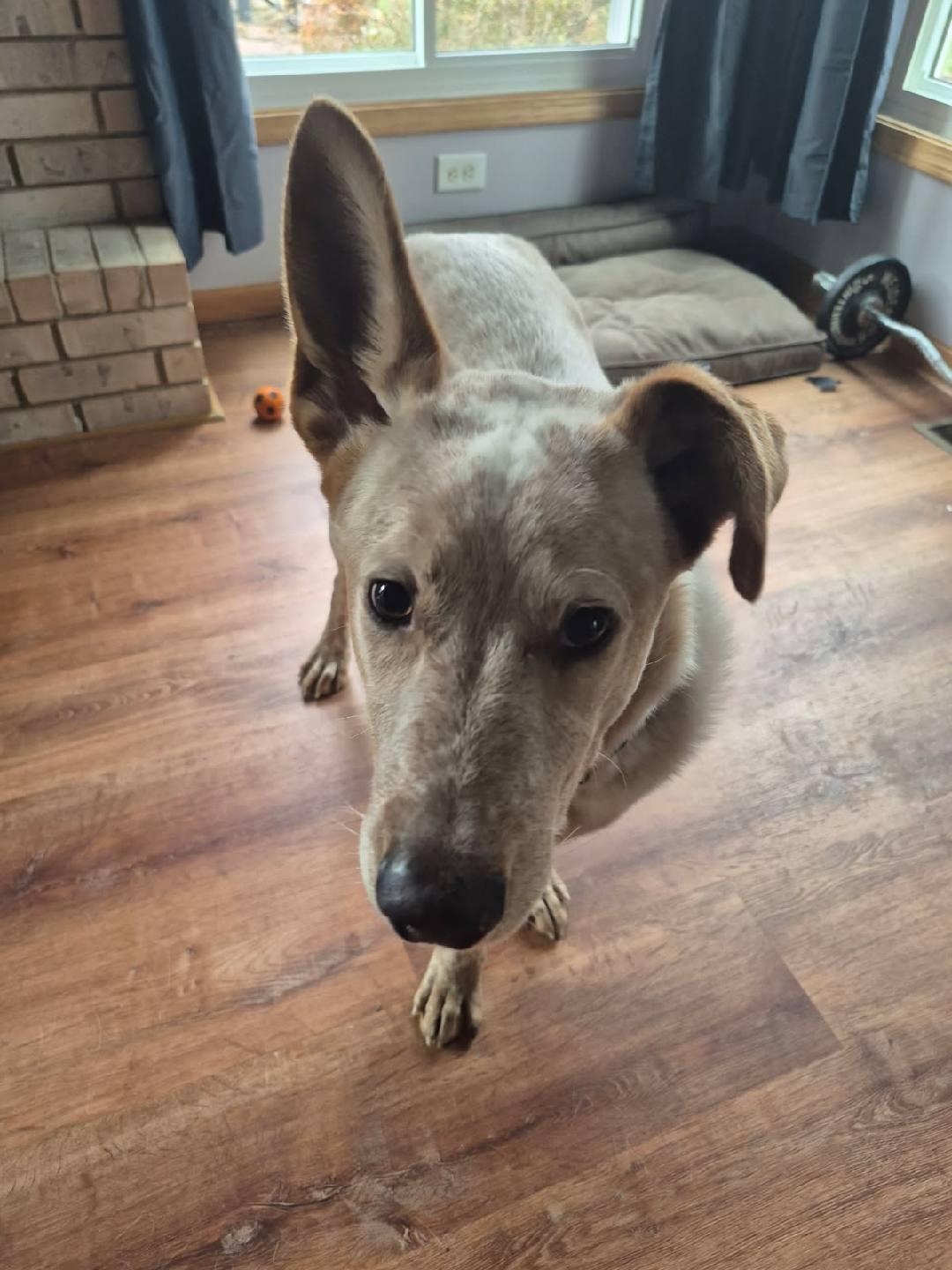 Reese, a Adoptable mixed breed in Joliet, IL image 5/6