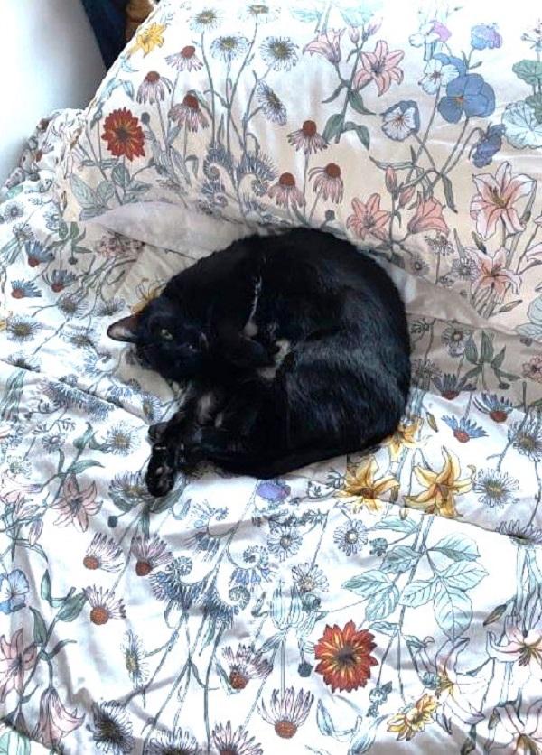 LUNA, a ADOPTABLE Domestic Short Hair in Pegram, TN image 2/4