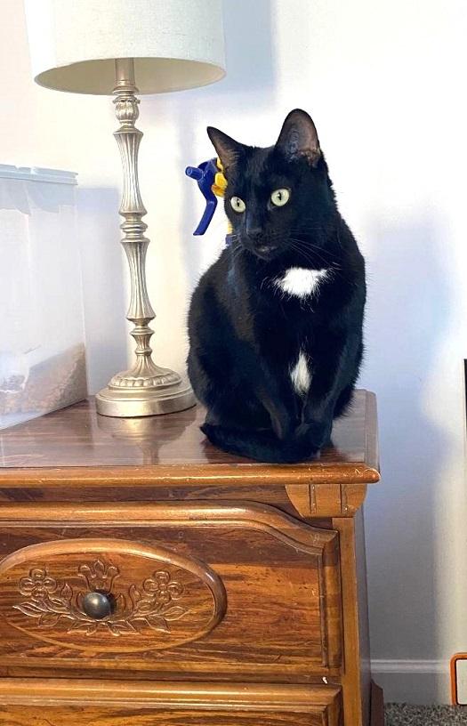 LUNA, ADOPTABLE, Adult Female Domestic Short Hair.