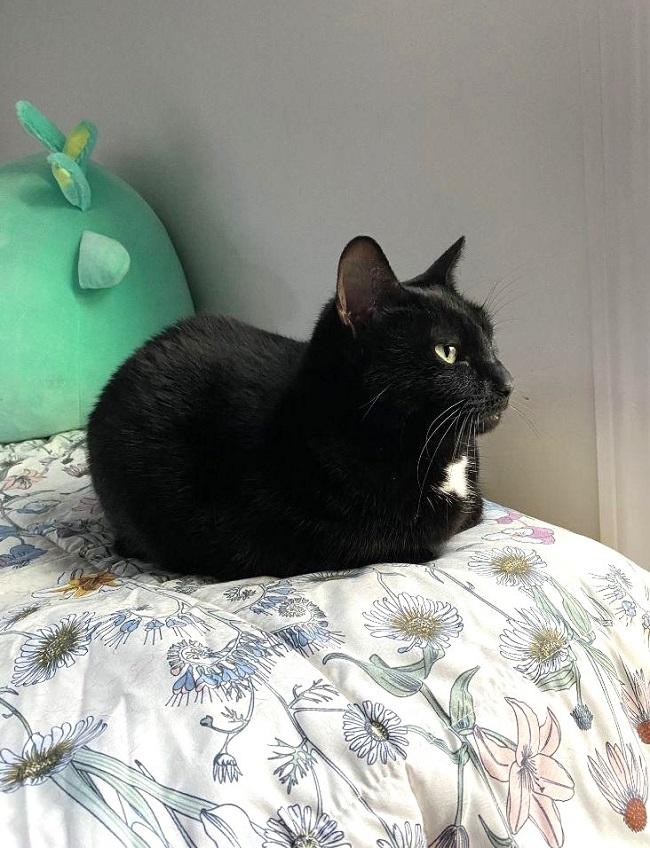 LUNA, a ADOPTABLE Domestic Short Hair in Pegram, TN image 4/4