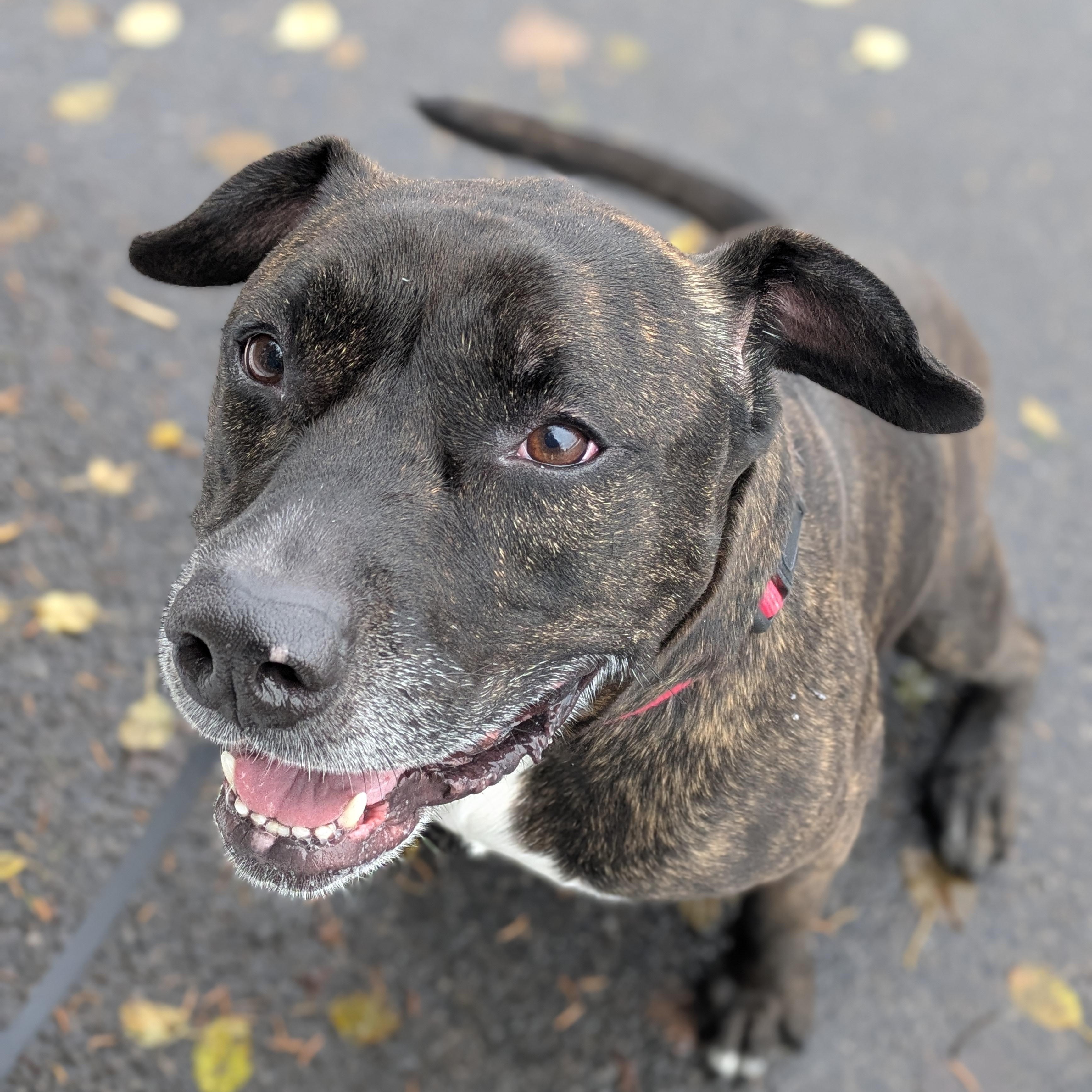 Enlarge Princess, a Adoptable mixed breed in Syracuse, NY image 1/5