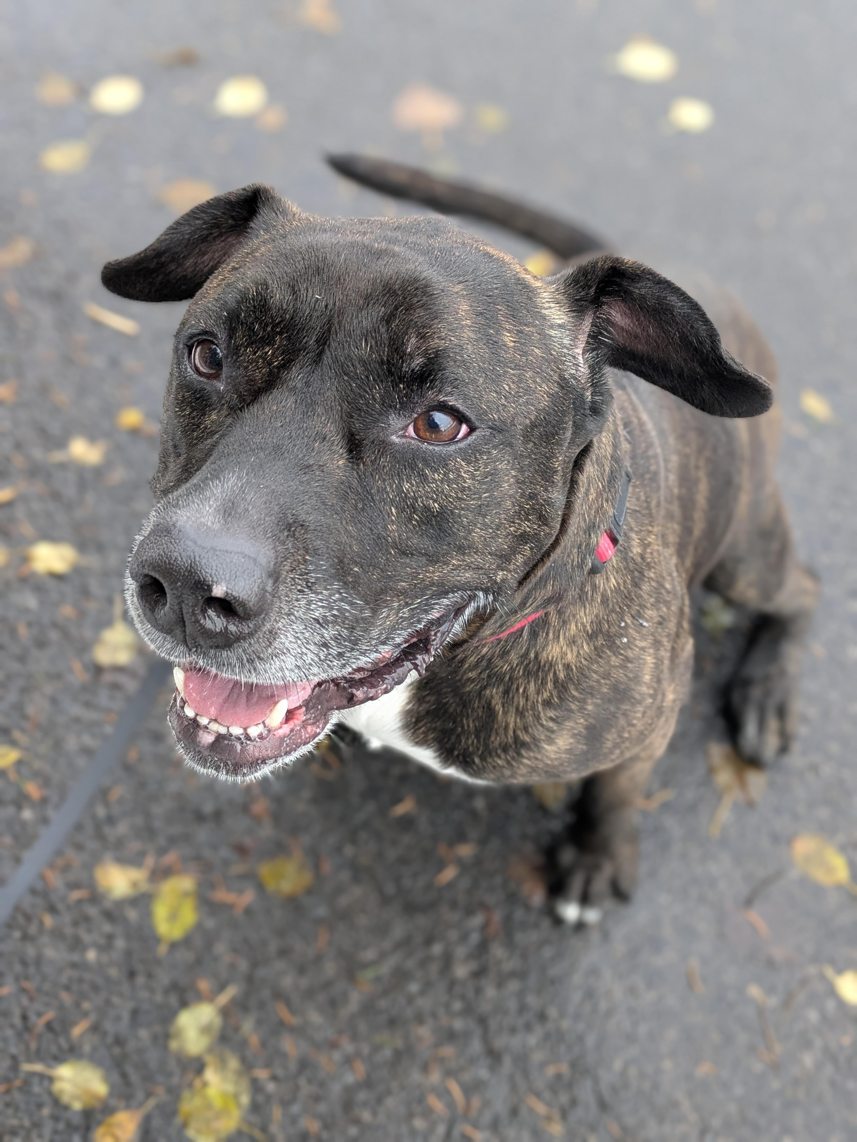 Enlarge Princess, a Adoptable mixed breed in Syracuse, NY image 1/3