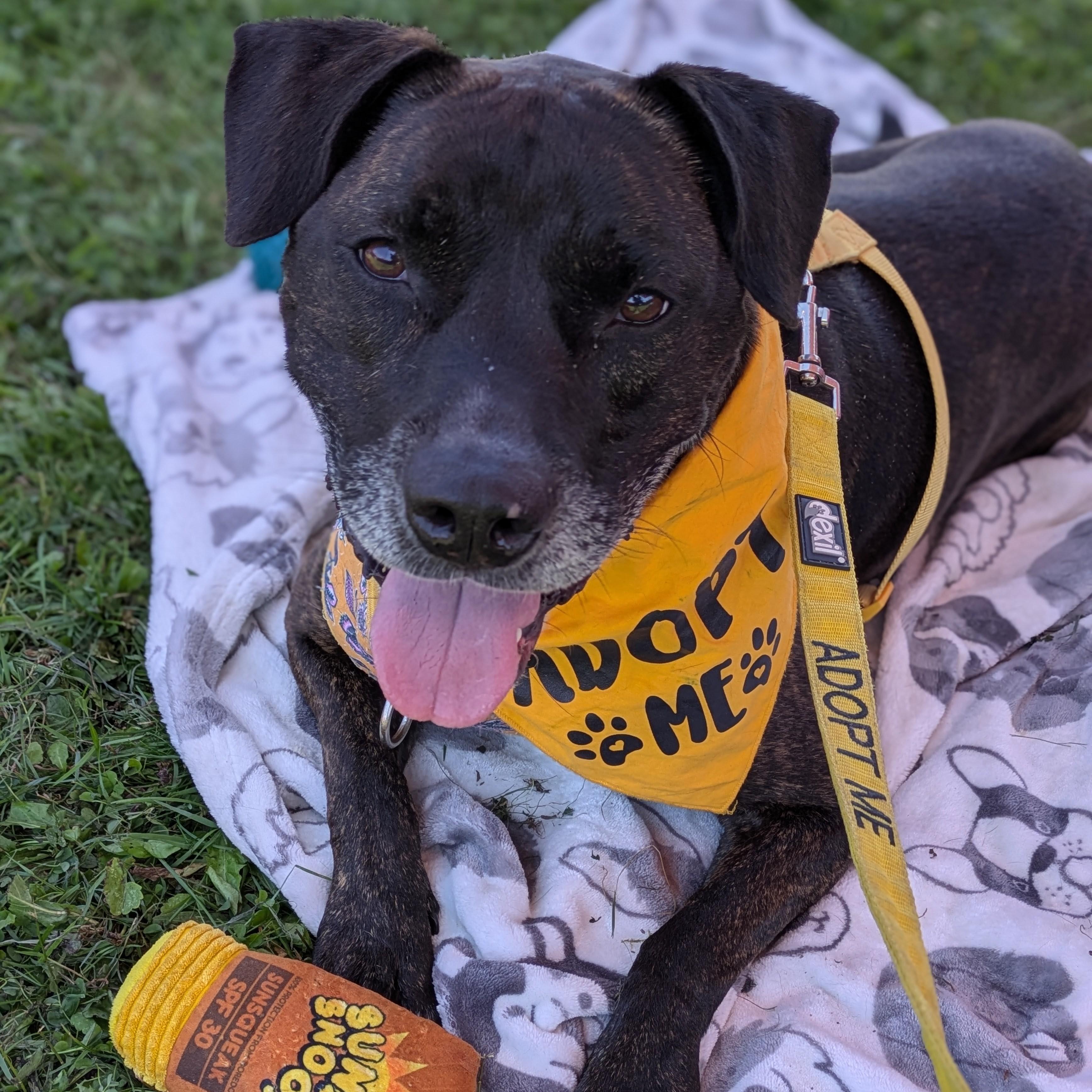 Enlarge Princess, a Adoptable mixed breed in Syracuse, NY image 3/5