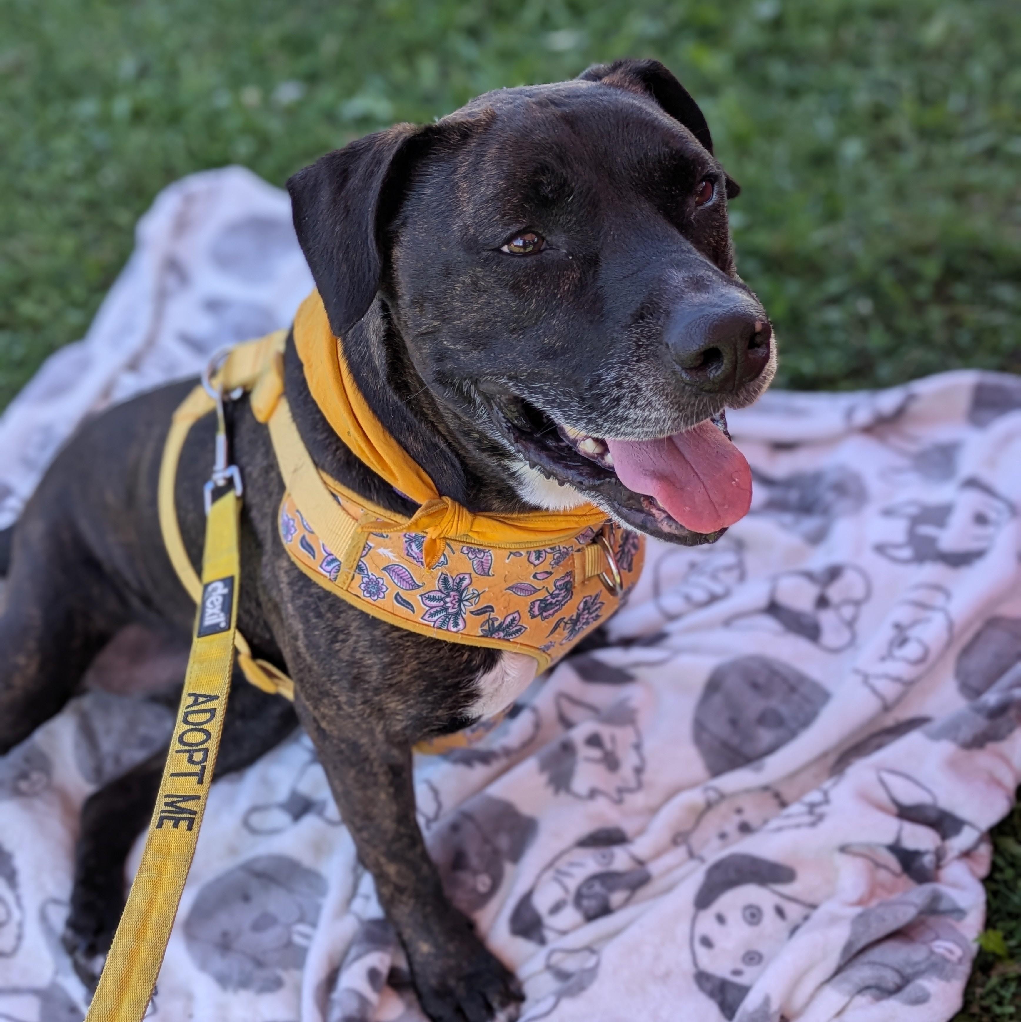 Enlarge Princess, a Adoptable mixed breed in Syracuse, NY image 2/5