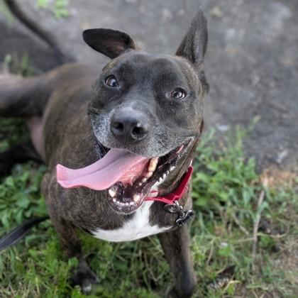 Princess, Adoptable, Adult Female Terrier.