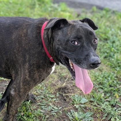 Enlarge Princess, a Adoptable mixed breed in Syracuse, NY image 2/2