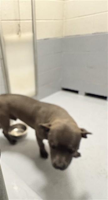 VIENNA, Adoptable, Young Male Pit Bull Terrier.