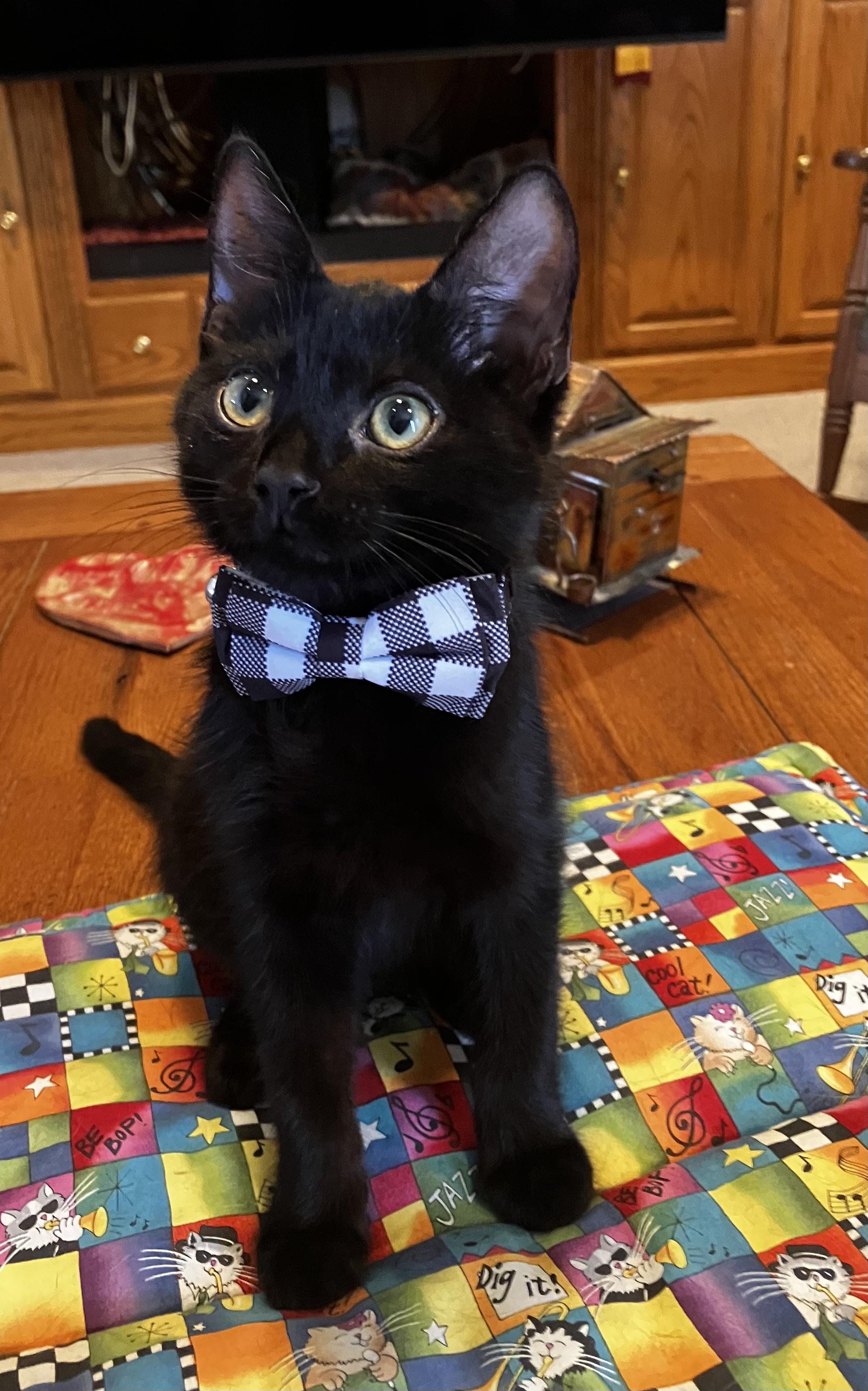 Aaron, an adopted Domestic Short Hair in Elk Grove, CA image 1/3