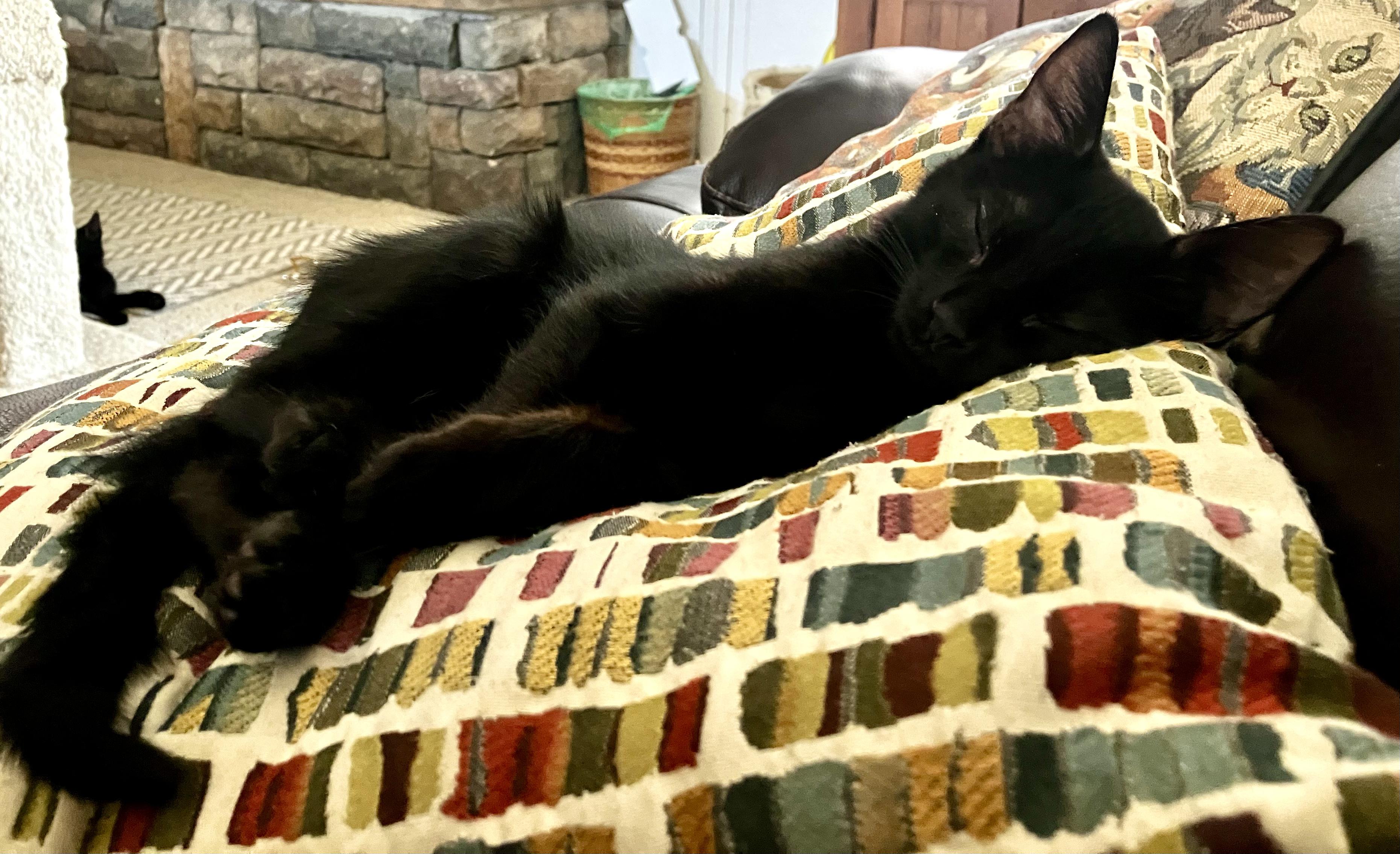 Aaron, an adopted Domestic Short Hair in Elk Grove, CA image 2/3