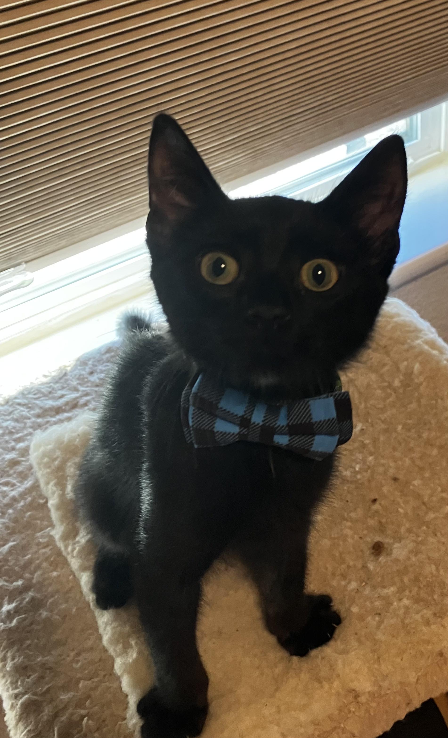 Aaron, an adopted Domestic Short Hair in Elk Grove, CA image 3/3