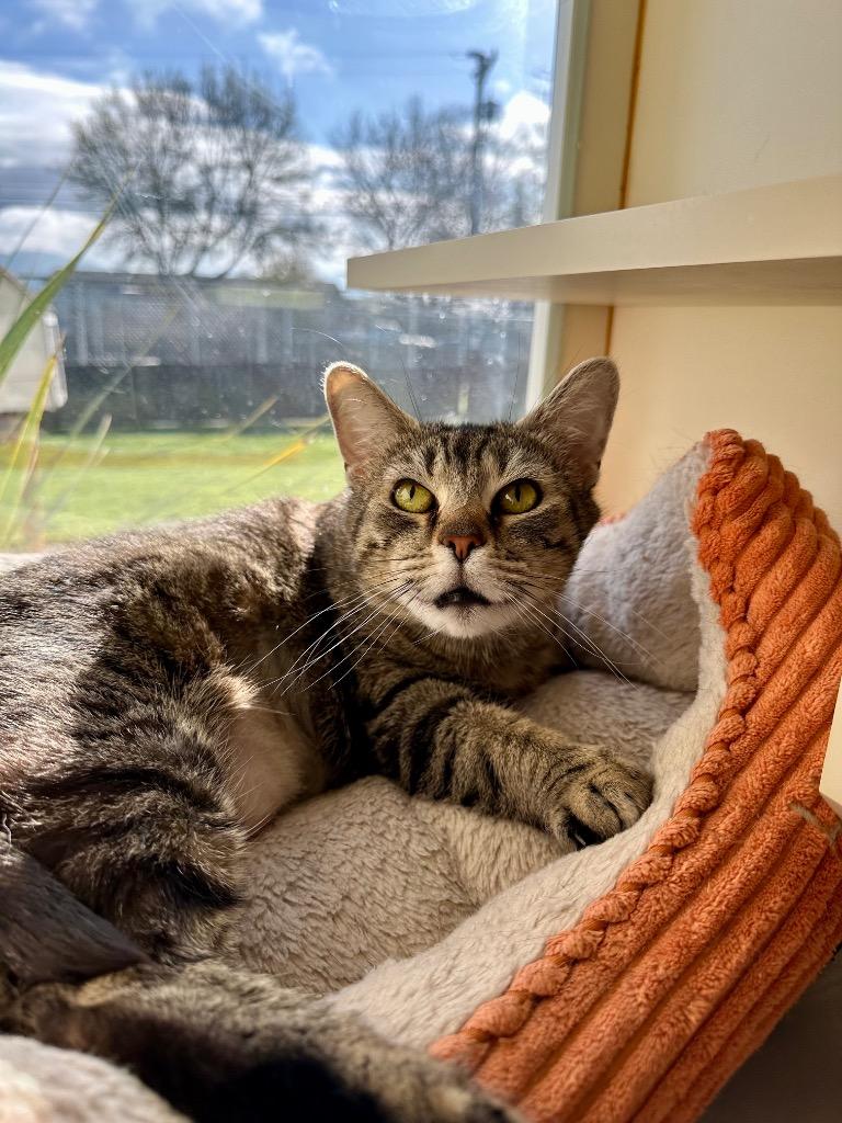 Catherine O' Hara - Sponsored by Michael Price, Adoptable, Adult Female Domestic Short Hair.