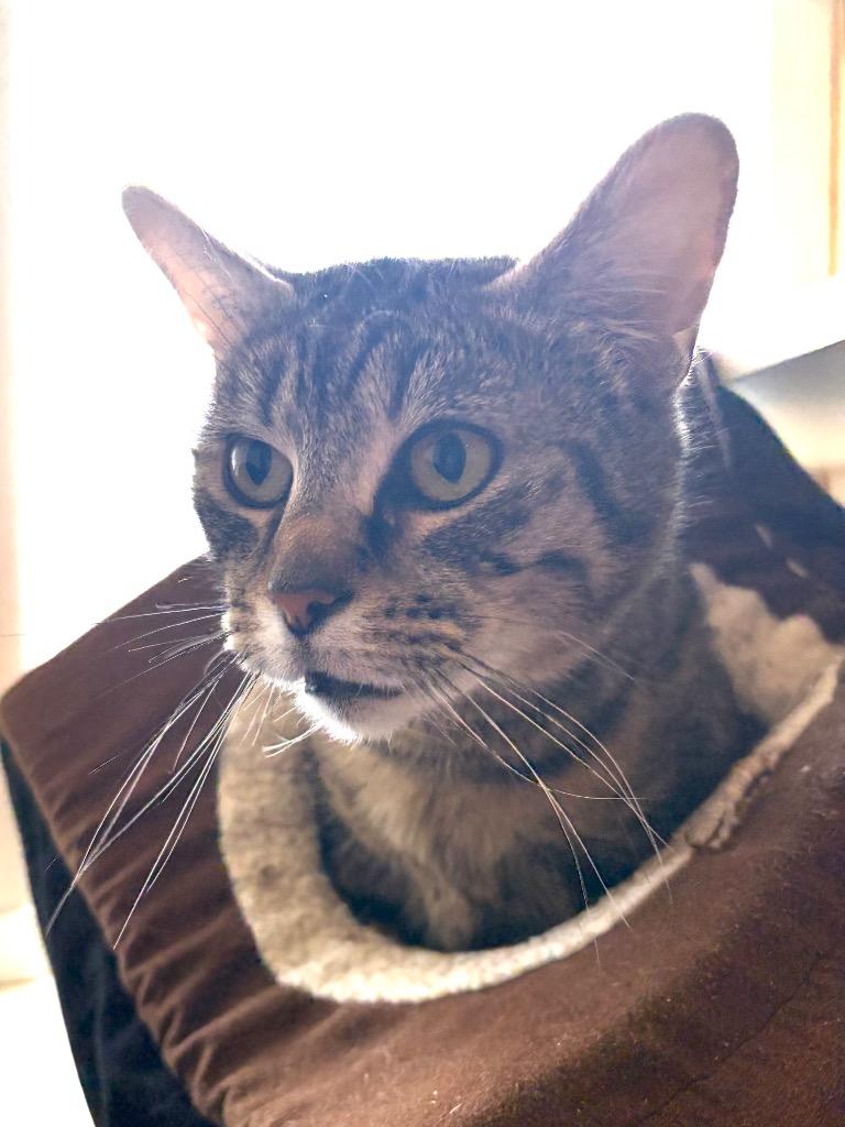 Catherine O' Hara - Sponsored by Michael Price, Adoptable, Adult Female Domestic Short Hair.