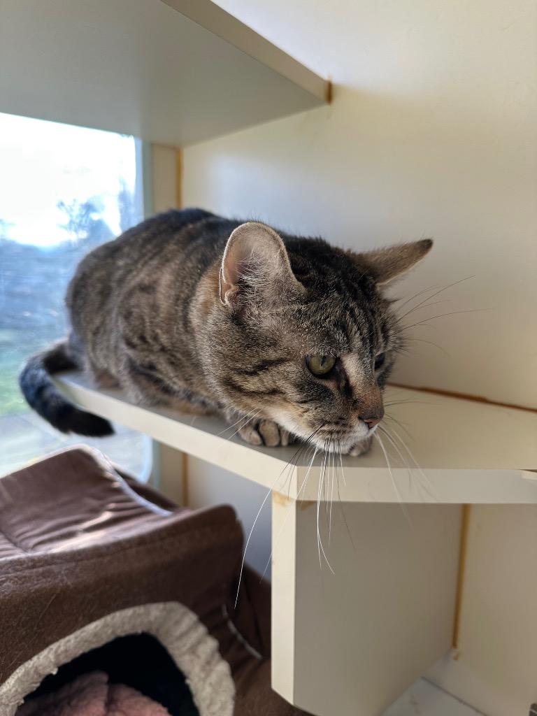 Enlarge Catherine O' Hara - Sponsored by Michael Price, a Adoptable mixed breed in Newberg, OR image 2/3