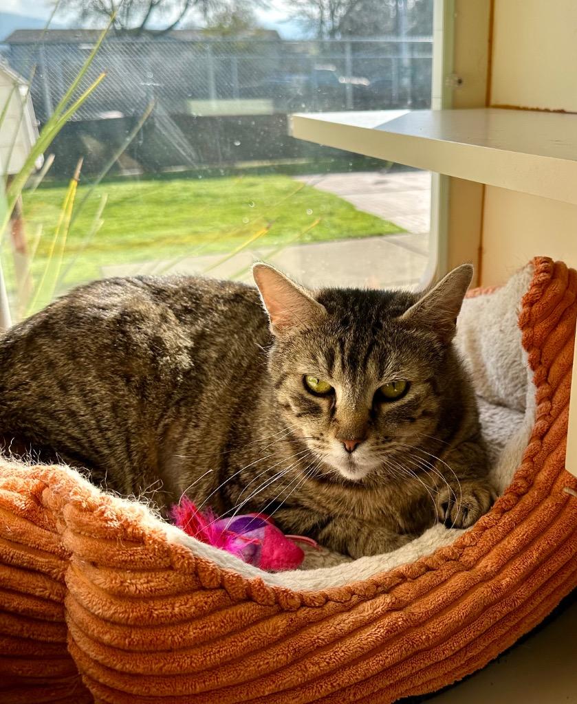 Enlarge Catherine O' Hara - Sponsored by Michael Price, a Adoptable mixed breed in Newberg, OR image 4/6