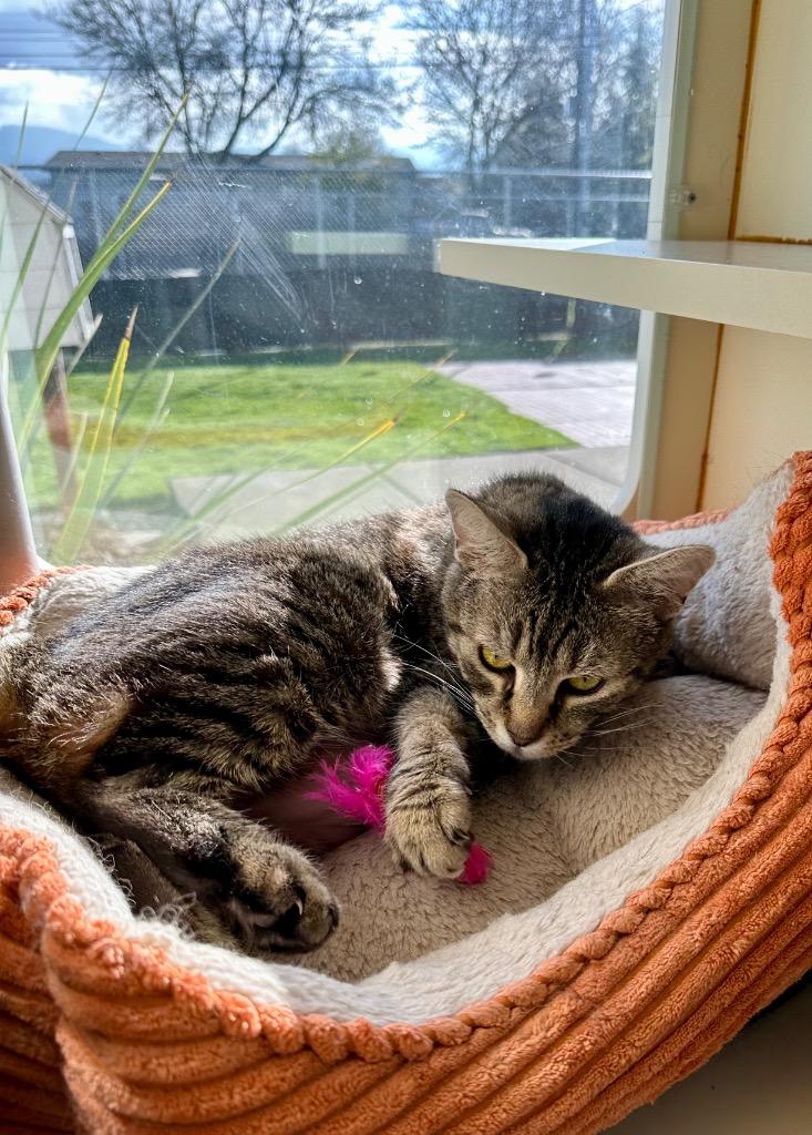 Enlarge Catherine O' Hara - Sponsored by Michael Price, a Adoptable mixed breed in Newberg, OR image 5/6