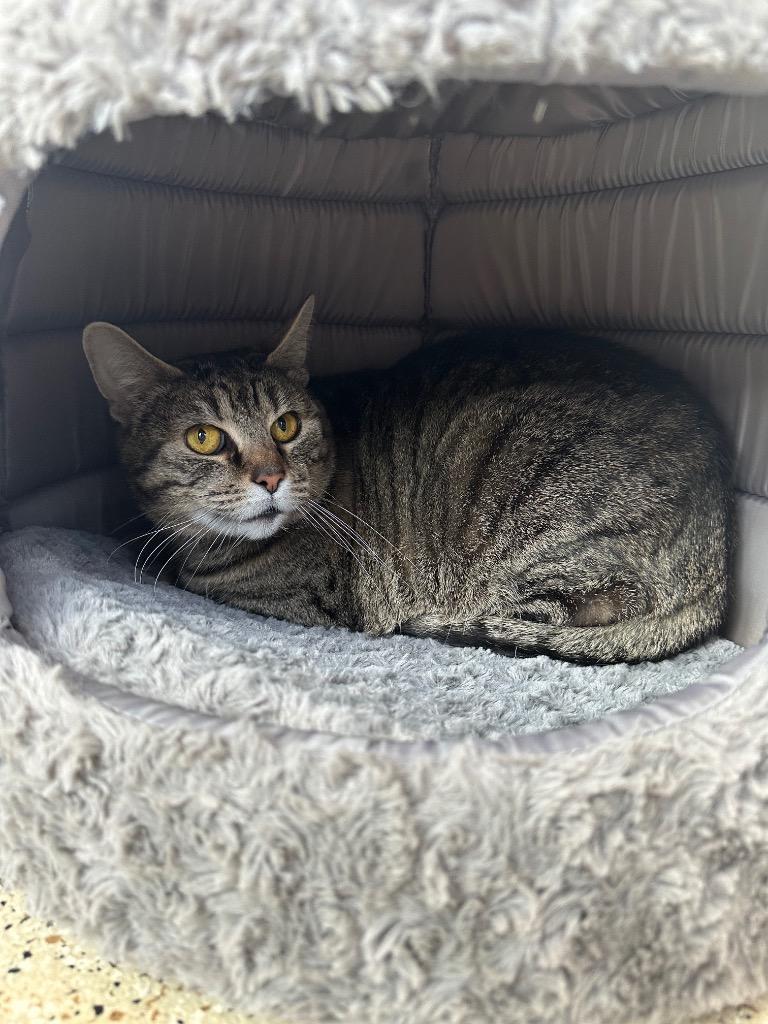 Enlarge Catherine O' Hara - Sponsored by Michael Price, a Adoptable mixed breed in Newberg, OR image 3/3