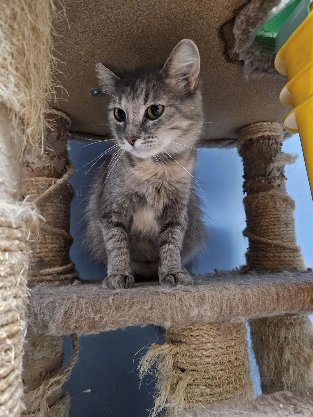 Cat for adoption Johnny, a Domestic Long Hair in Rock Falls, IL