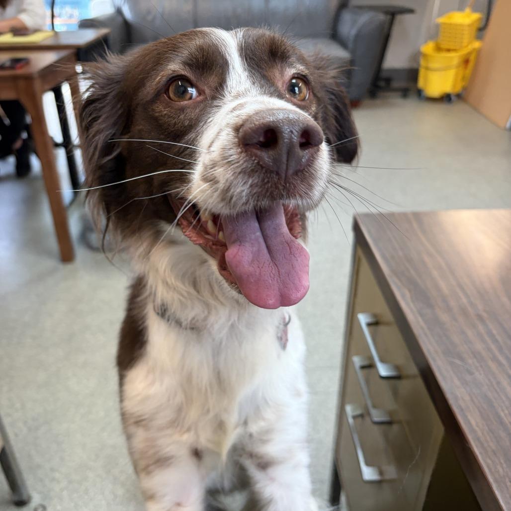 Enlarge Sugar, a Adoptable Brittany Spaniel in Delaware, OH image 1/4