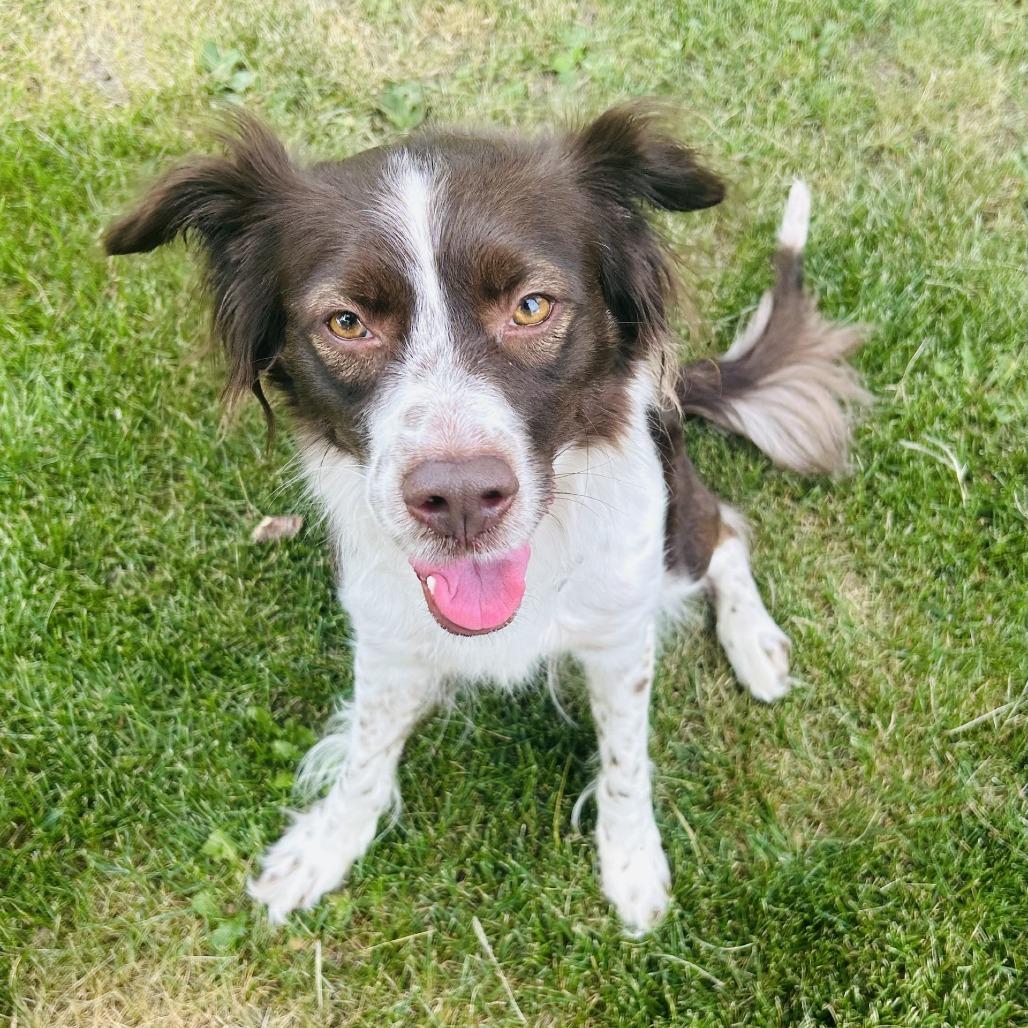Enlarge Sugar, a Adoptable Brittany Spaniel in Delaware, OH image 2/4