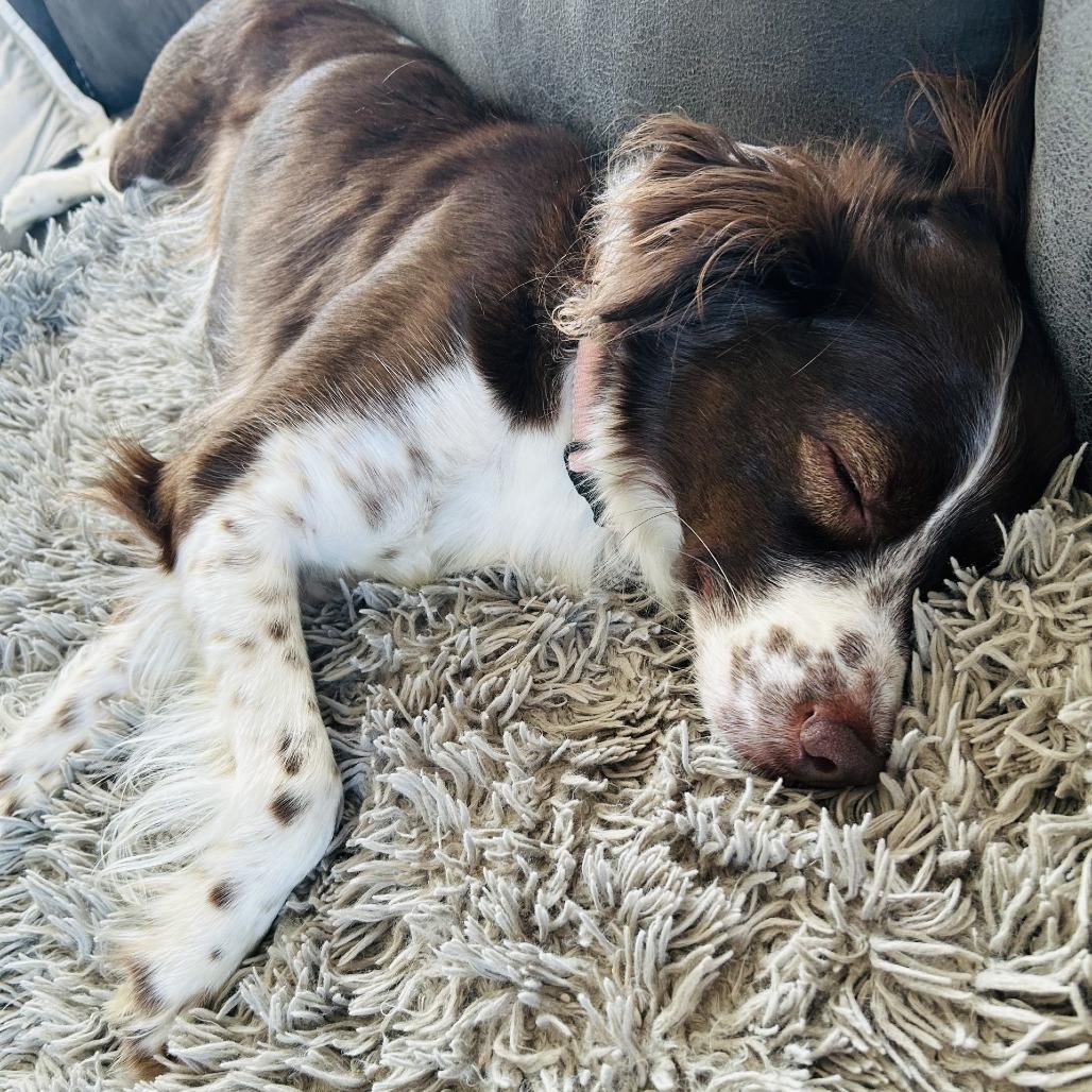 Enlarge Sugar, a Adoptable Brittany Spaniel in Delaware, OH image 3/4