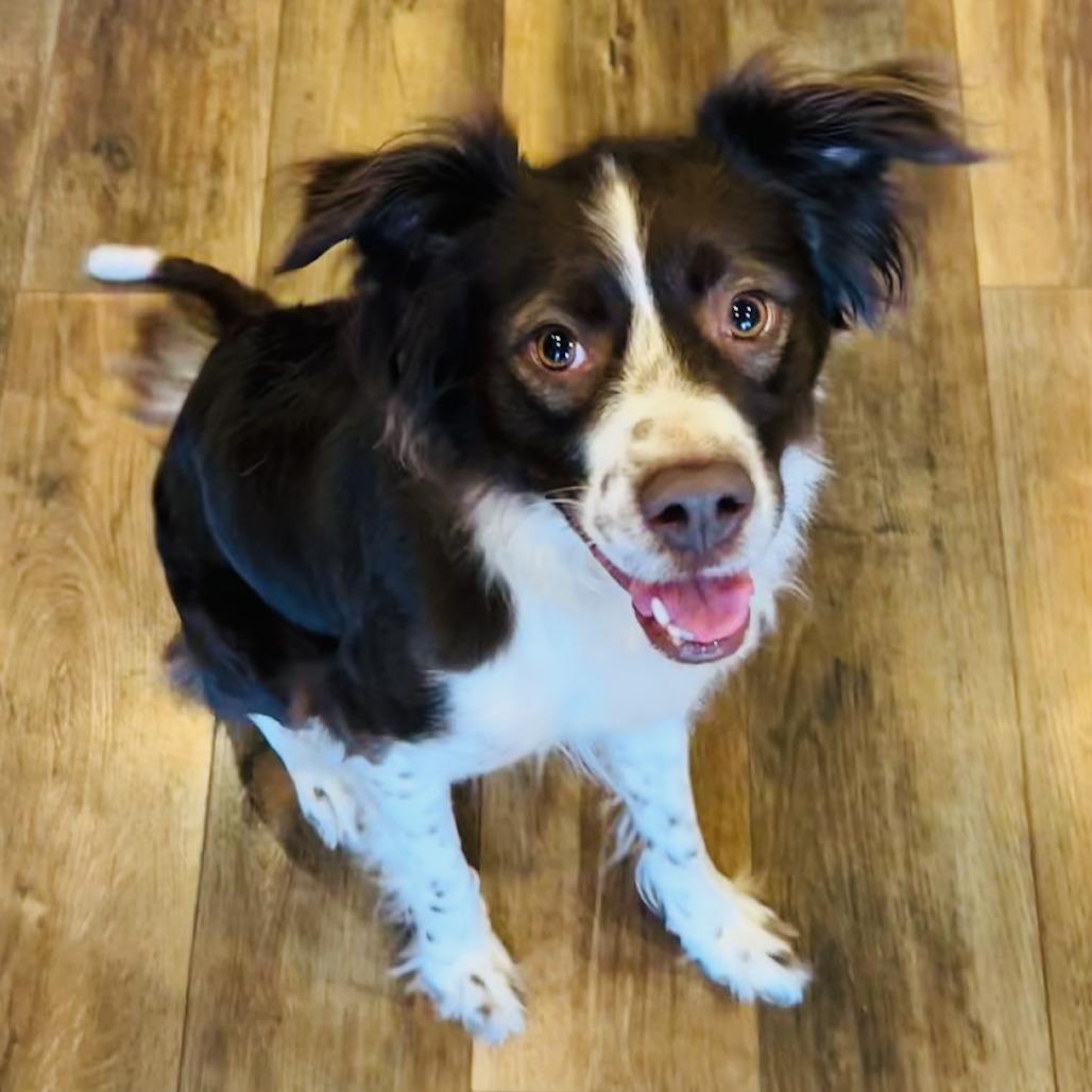 Enlarge Sugar, a Adoptable Brittany Spaniel in Delaware, OH image 4/4