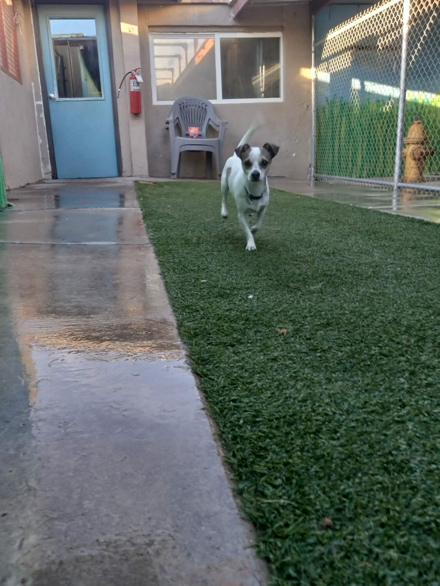 Bundle, adopted, Young Male Chihuahua.