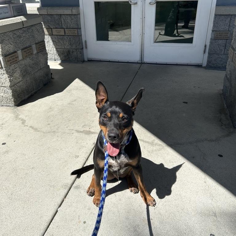 Packer, Adoptable, Adult Male Australian Kelpie.