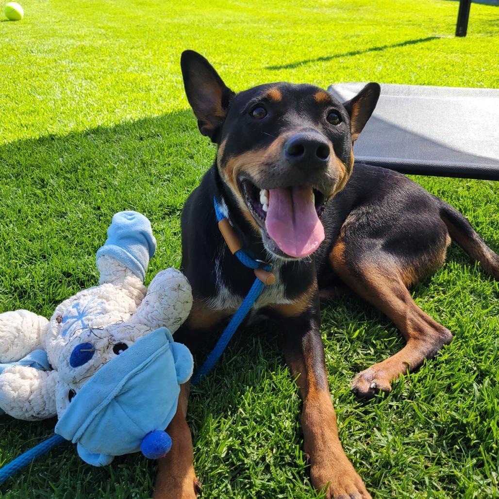 Enlarge Packer, a Adoptable Australian Kelpie in Long Beach, CA image 2/6