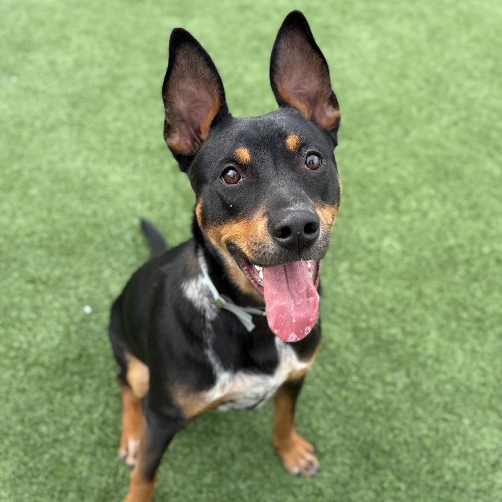 Enlarge Packer, a Adoptable Australian Kelpie in Long Beach, CA image 3/6