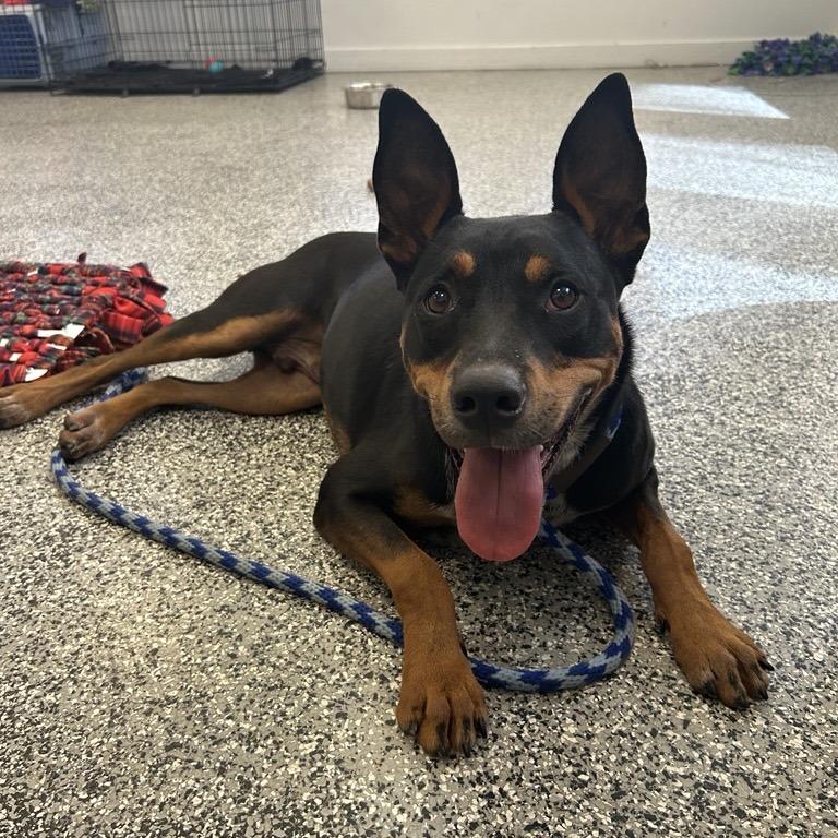 Enlarge Packer, a Adoptable Australian Kelpie in Long Beach, CA image 4/6