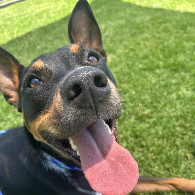 Enlarge Packer, a Adoptable Australian Kelpie in Long Beach, CA image 5/6