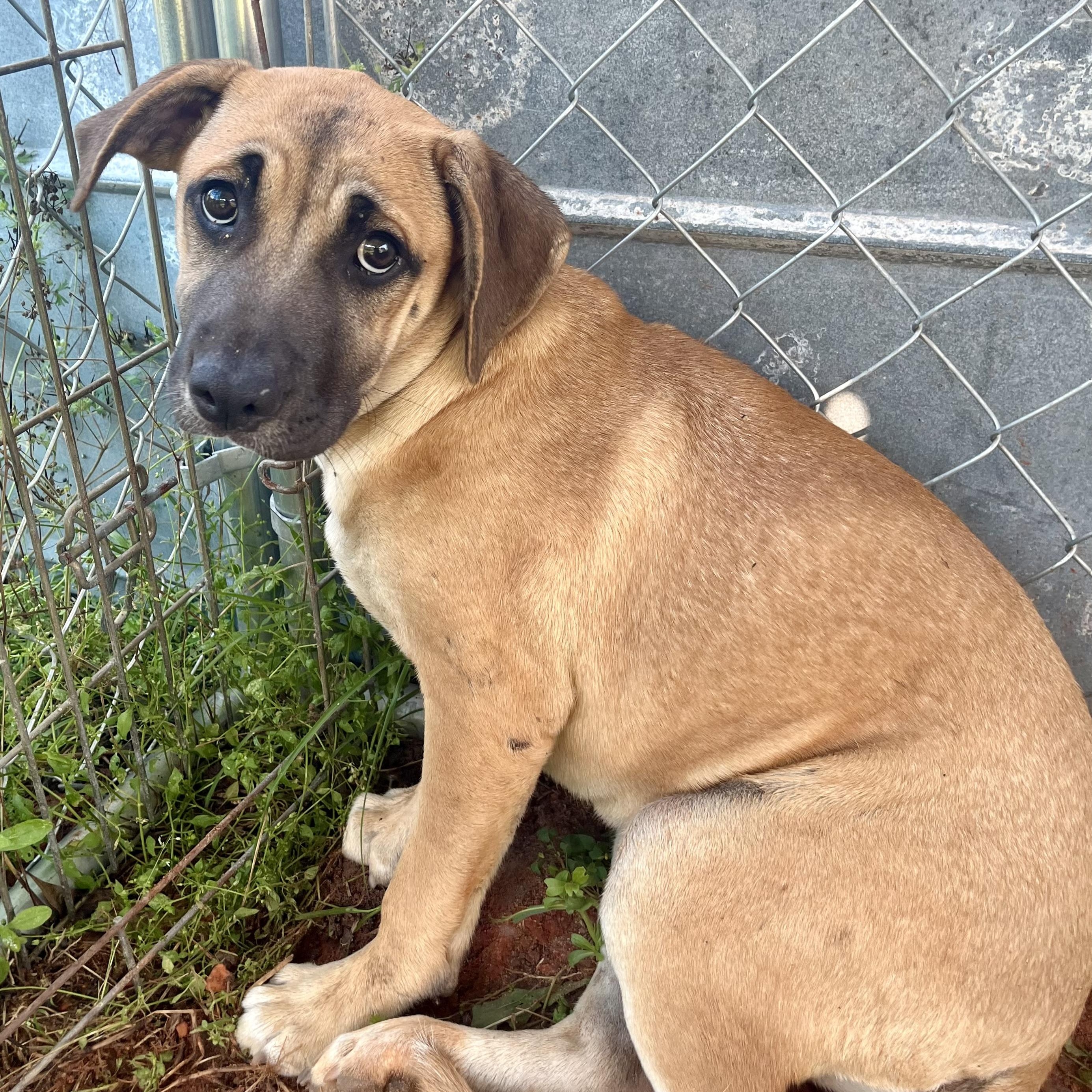 Kera, Adoptable, Young Female Black Mouth Cur.